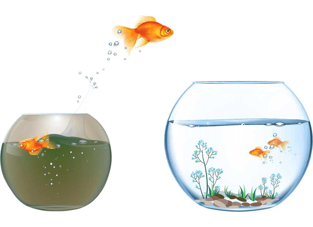 Fish jumping image png